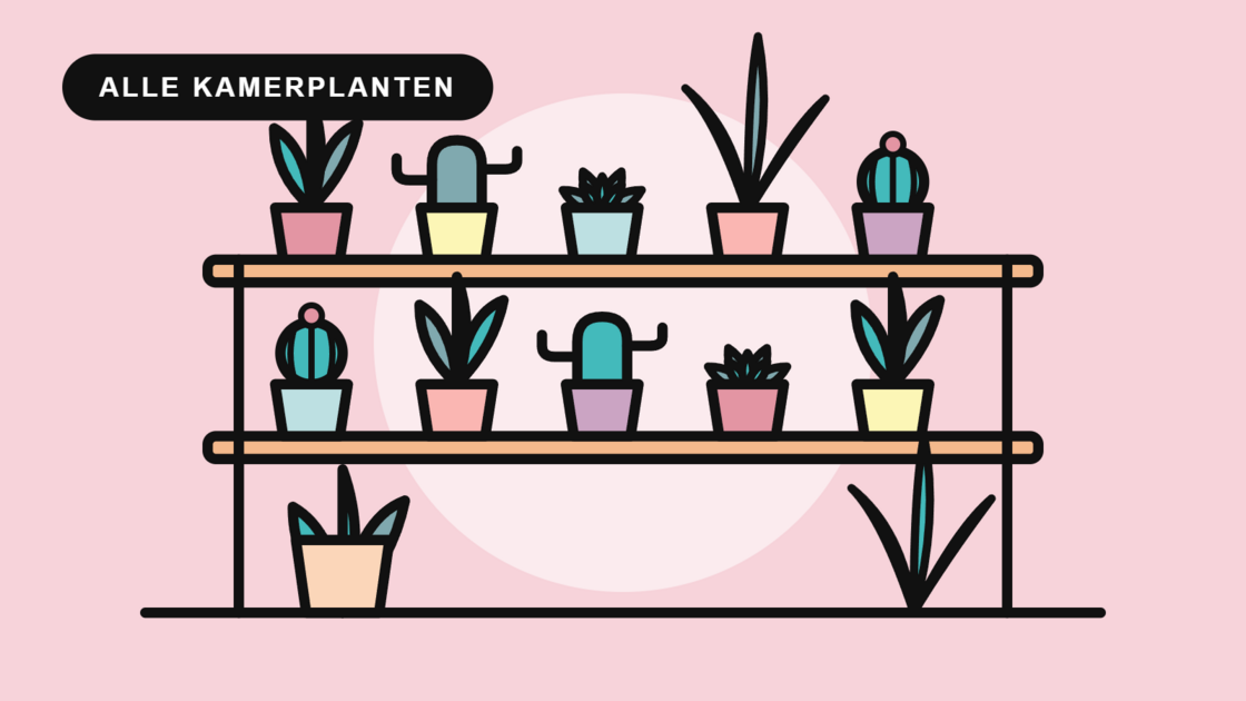 Alle kamerplanten