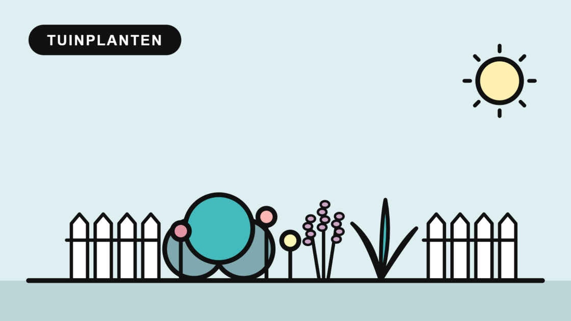 Tuinplanten
