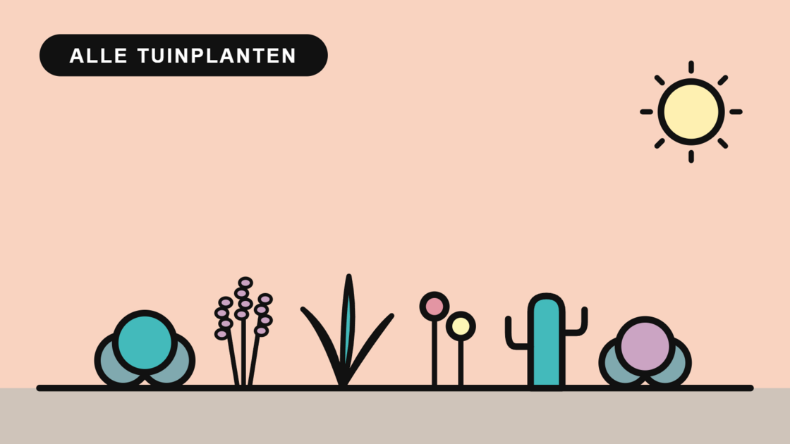Alle tuinplanten